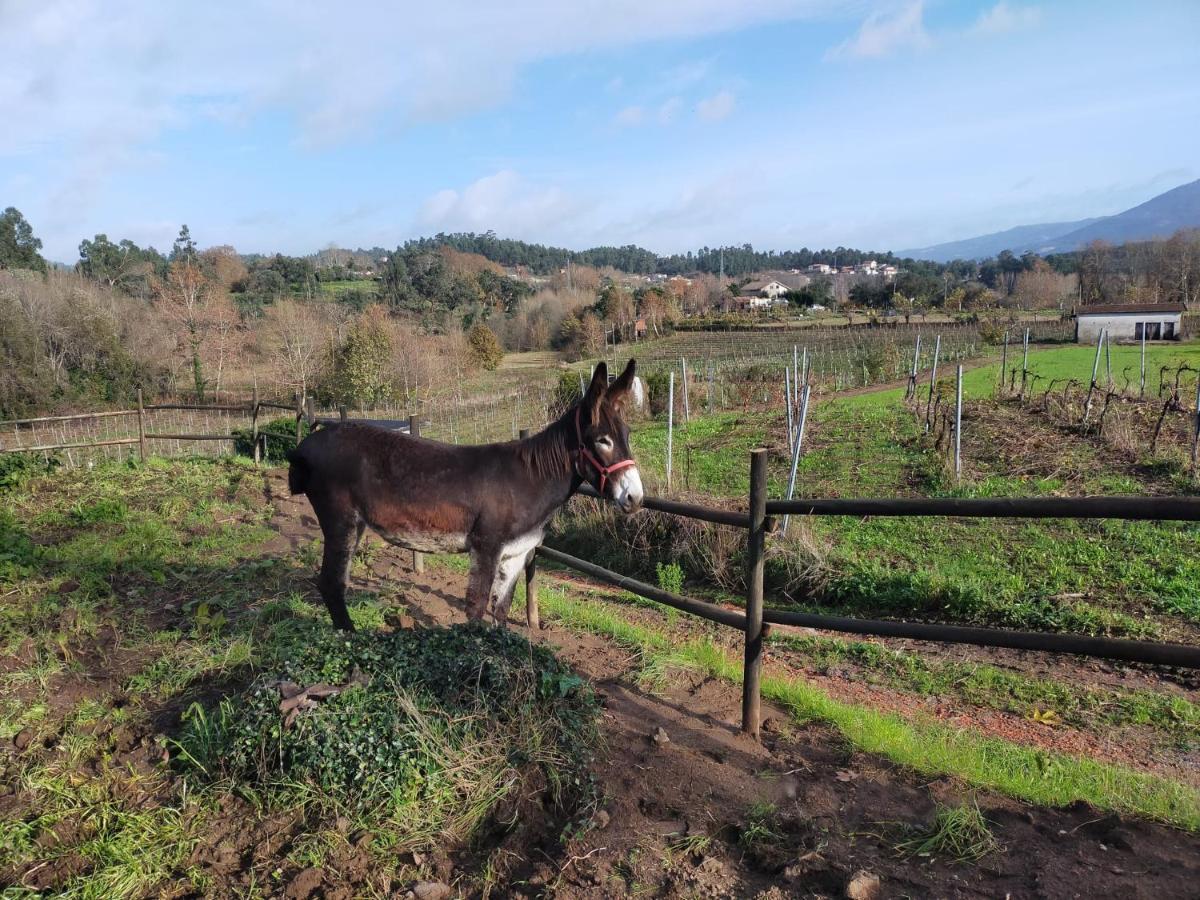 Quinta Da Lage Agroturismo E Enoturismo Celorico De Basto Bagian luar foto