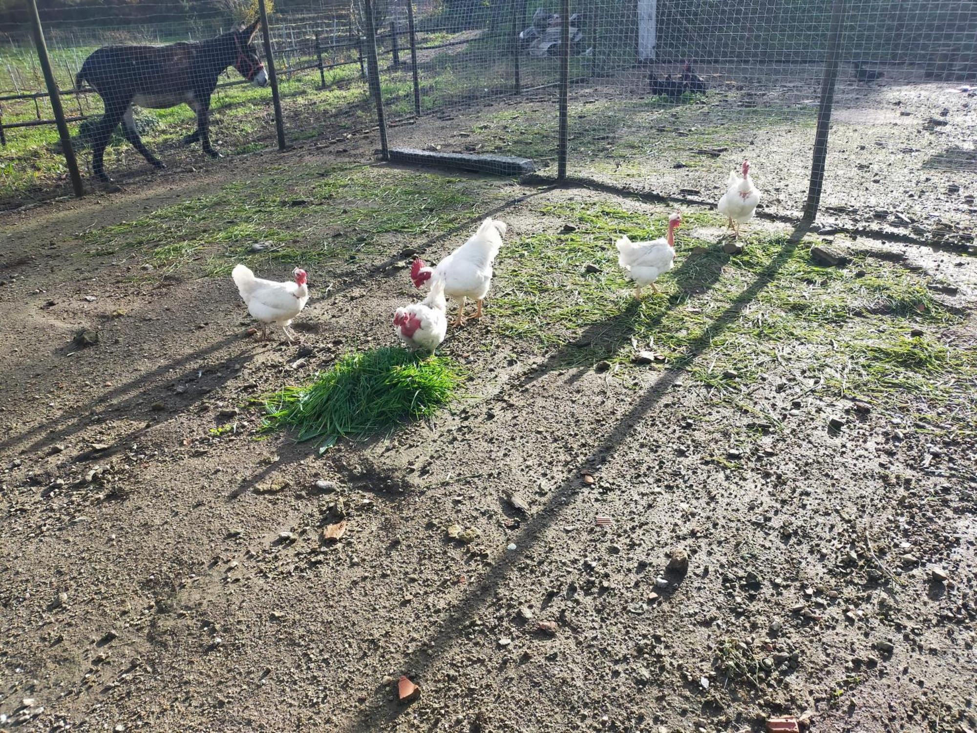 Quinta Da Lage Agroturismo E Enoturismo Celorico De Basto Bagian luar foto